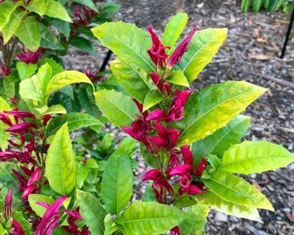 Holly Fushia/ Graptophyllum Ilicifolium