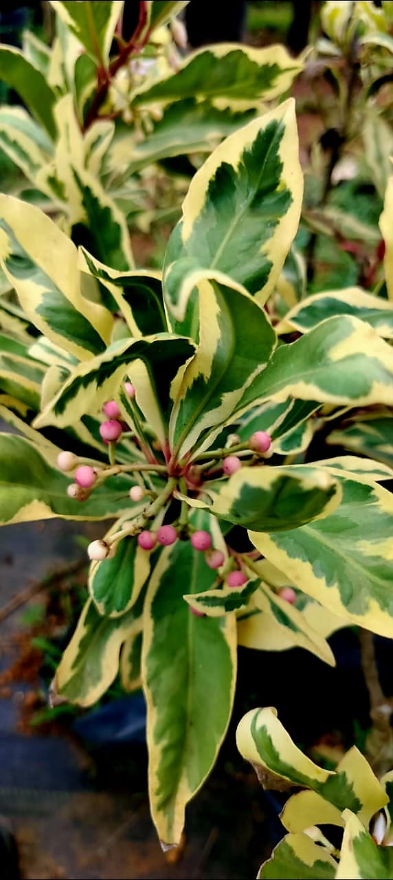 Variegated Kili Njaval (Variegated Ardisia Elliptica)/ Shoe button Ardisia/ Minature Jamun