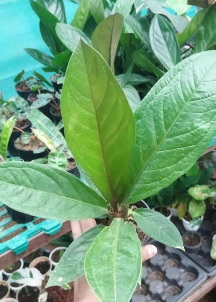 Anthurium Cobra Hybrid