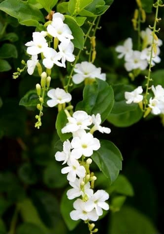 Duranta Erecta 'Alba'/ White Sky Flower/Pigeon Berry/Golden Dew Drop