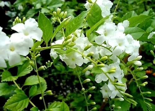 Duranta Erecta 'Alba'/ White Sky Flower/Pigeon Berry/Golden Dew Drop
