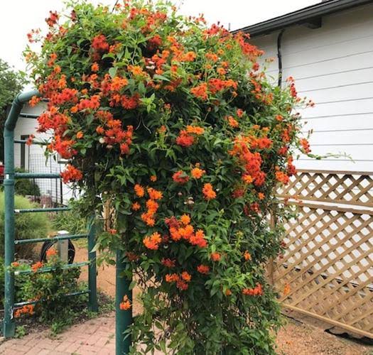 Mexican Flame Vine