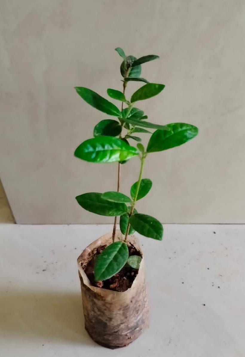 Rondeletia Odorata/ Fragrant Panama Rose - Orange