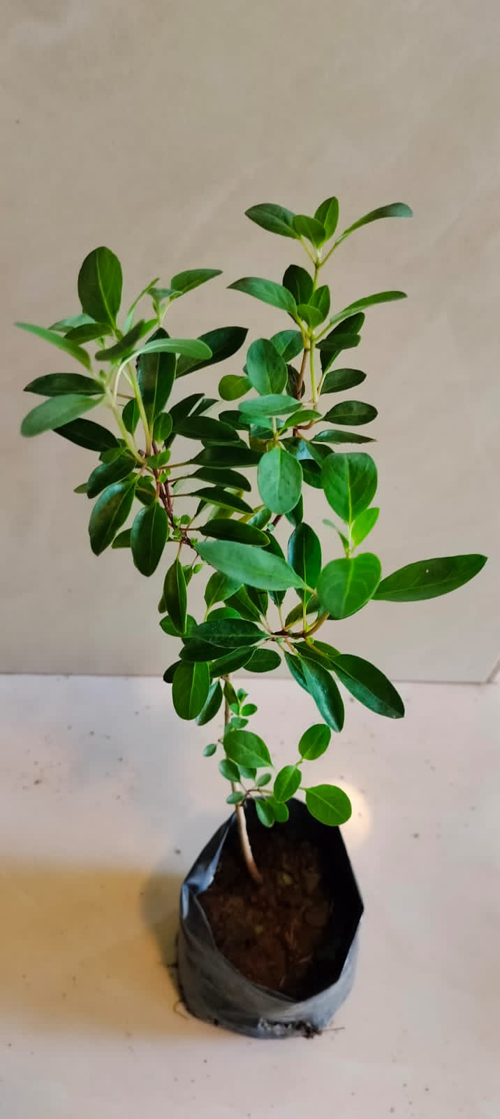 Chinese Perfume Plant/ Aglaia Odorata