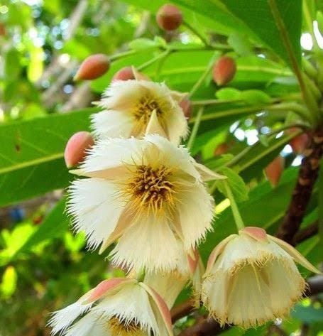 Elaeocarpus Grandiflorus