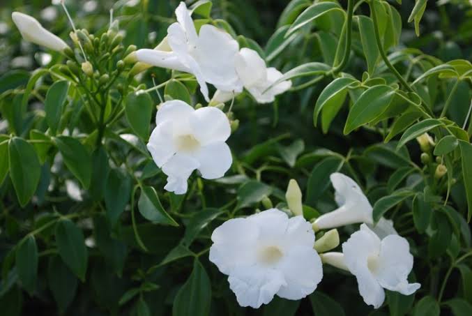 Pandorea Jasminoides 'Alba' - White Bower Vine / Bower of Beauty