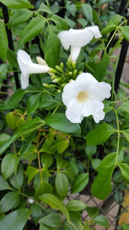Pandorea Jasminoides 'Alba' - White Bower Vine / Bower of Beauty