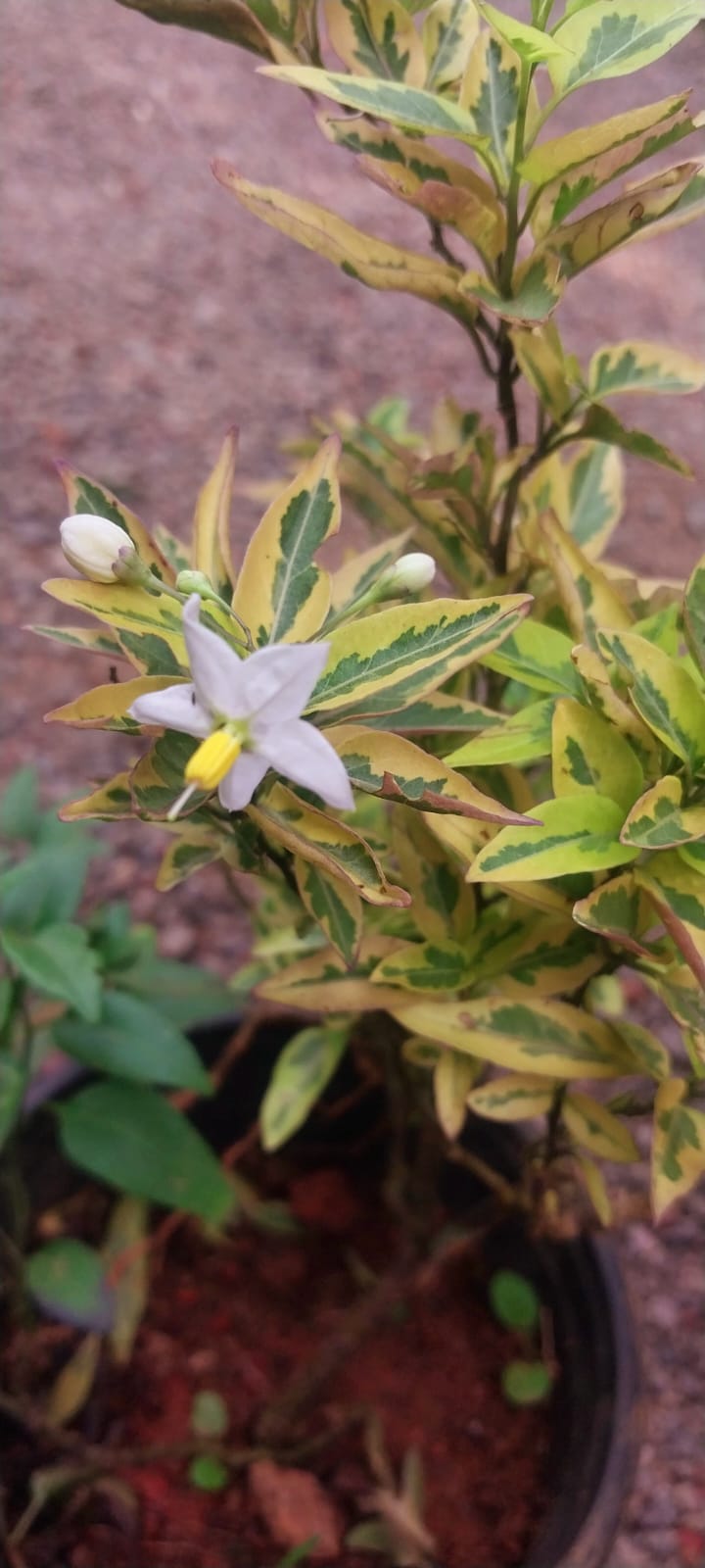 Solanum Jasminoides Aurea Variegata / Variegated Potato Vine