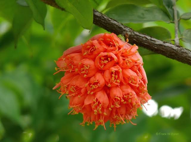 Brownea Coccinea (Layered) / Rose of Venezuela / Scarlet Flame Bean