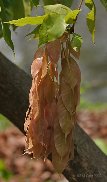 Brownea Coccinea (Layered) / Rose of Venezuela / Scarlet Flame Bean