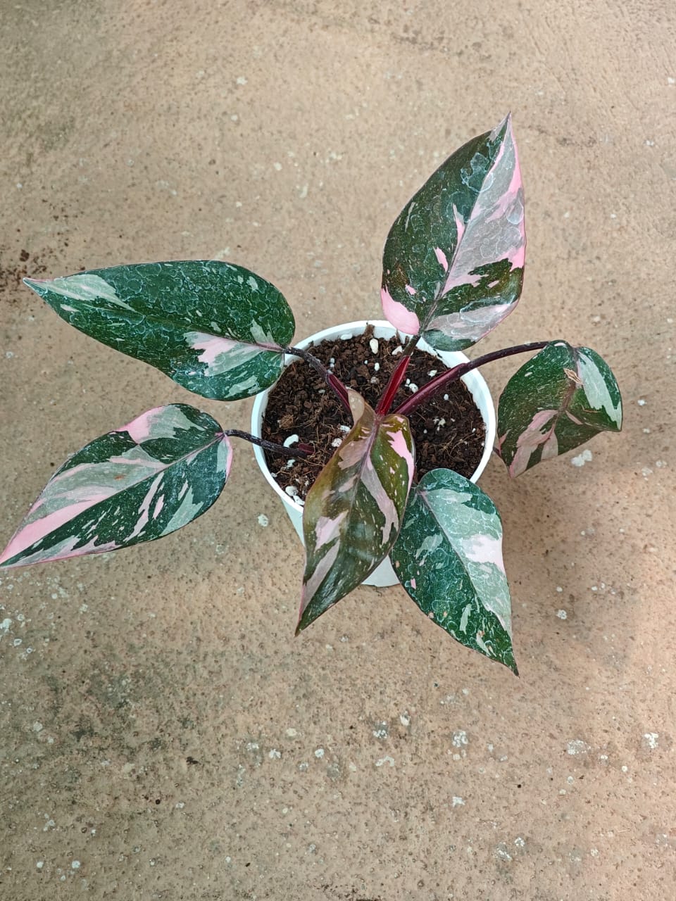 Philodendron Pink Princess 'Galaxy Marble'