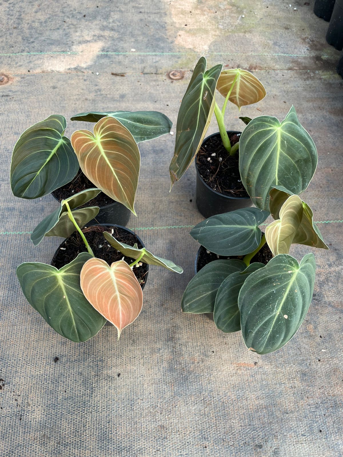 Philodendron Melanochrysum