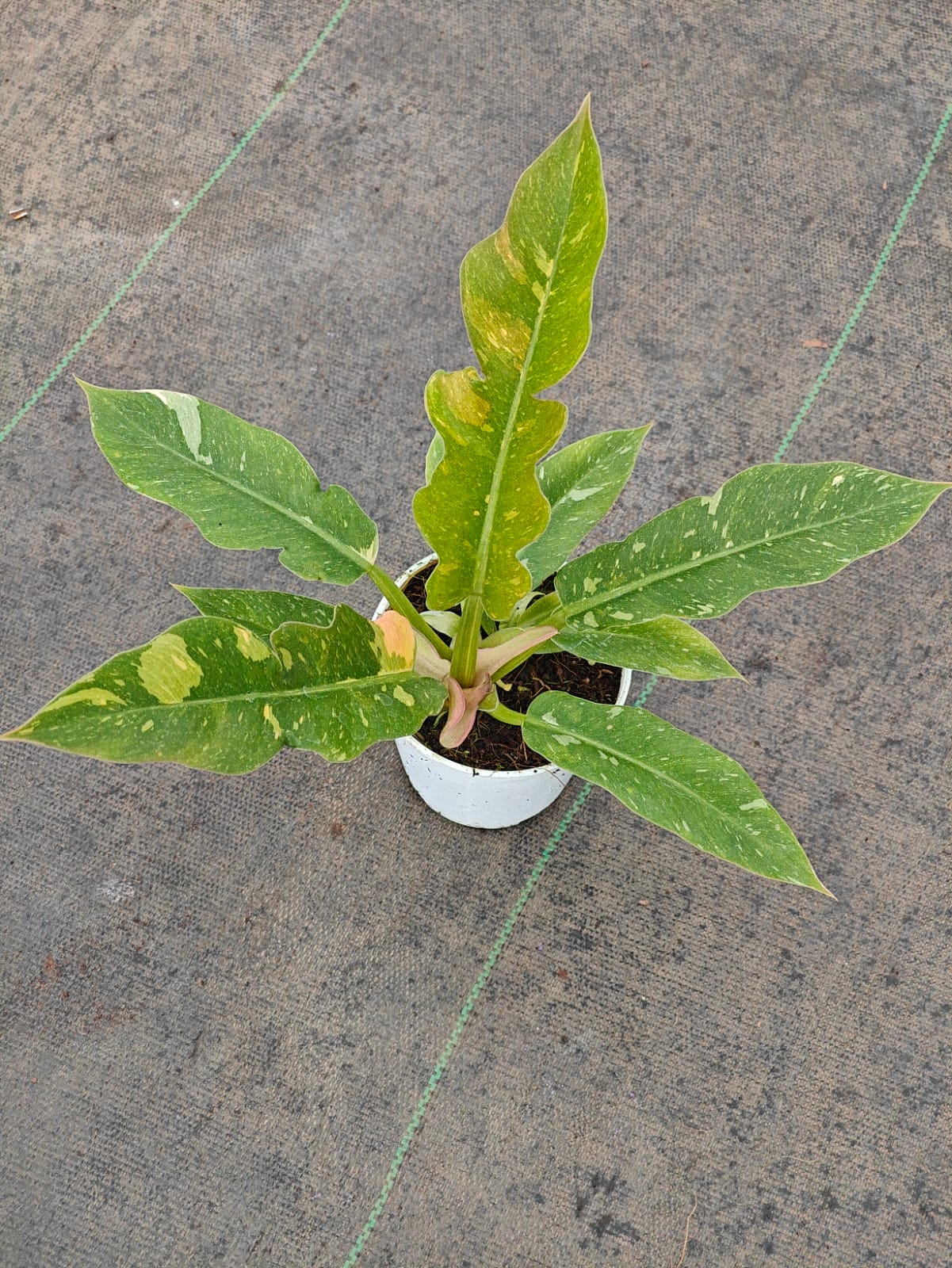 Philodendron Variegated  Ring of Fire | Mystery Pot Sale