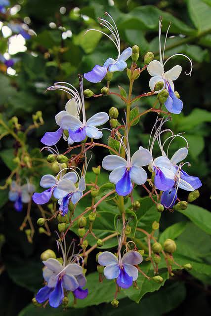 Blue Butterfly Bush, Blue Glorybower, Clerodendrum Ugandense