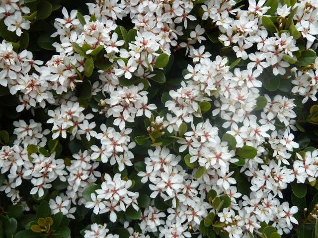 Rhaphiolepis Indica Snow Maiden/ Indian Hawthorn