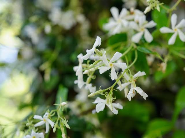 Trachelospermum Jasminoides/Star Jasmine /Confederate Jasmine