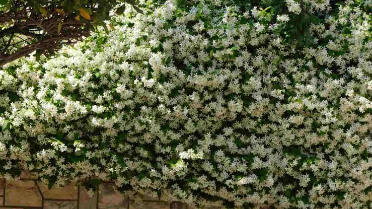 Trachelospermum Jasminoides/Star Jasmine /Confederate Jasmine