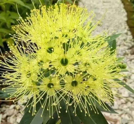 Xanthostemon Chrysanthus 'Little Penda'