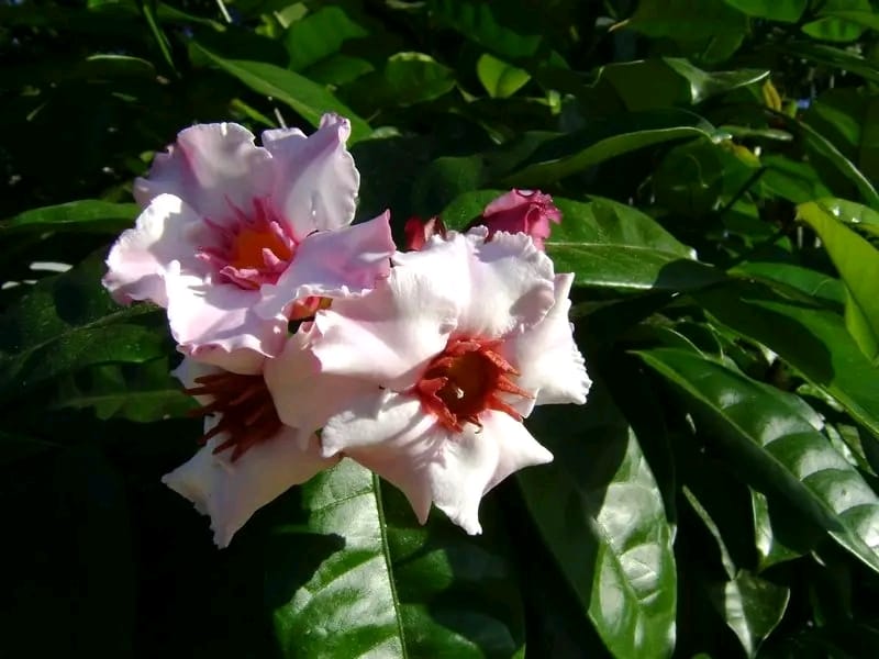 Strophanthus Gratus/ Climbing Oleander/ Rose Allamanda/ Fragrant Flower Plant