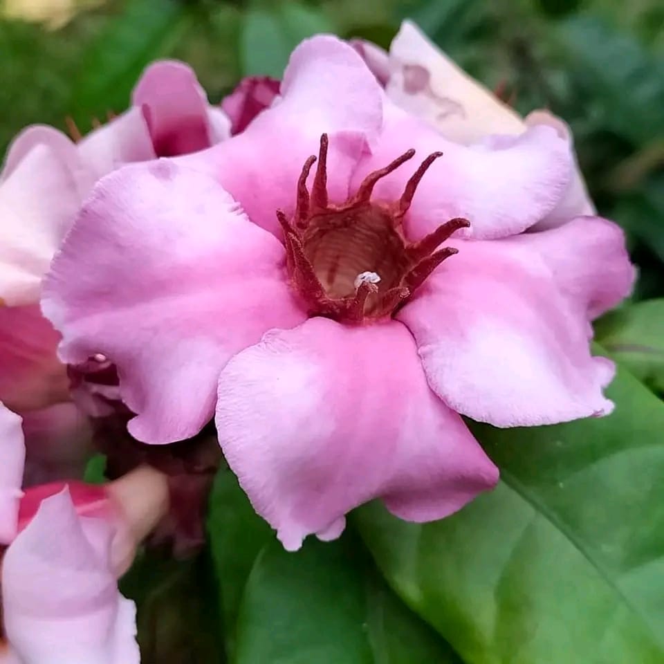Strophanthus Gratus/ Climbing Oleander/ Rose Allamanda/ Fragrant Flower Plant