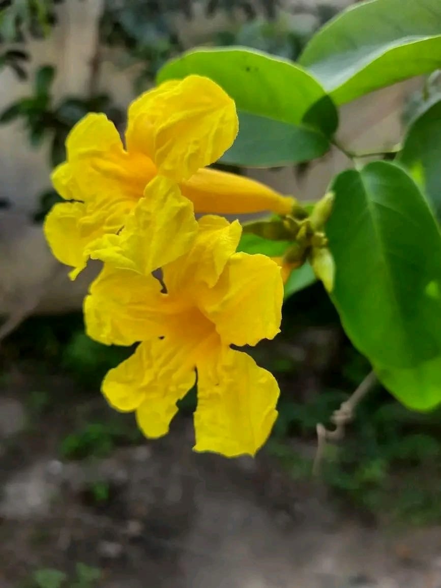 Adenocalymma Comosum/ Yellow Trumpet Vine