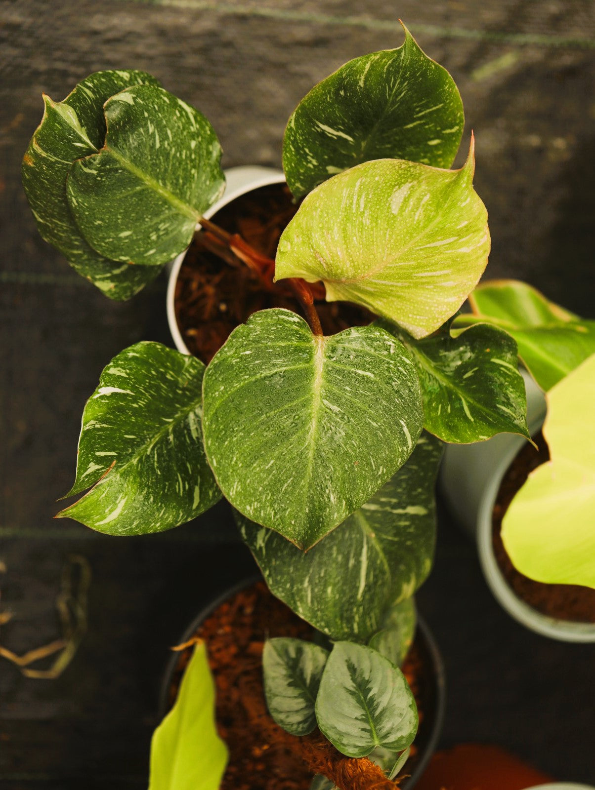 Philodendron White Knight Marble