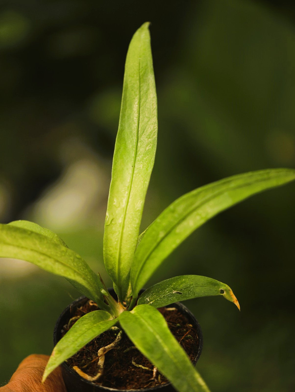 Anthurium Vittariifolium 'Medium'