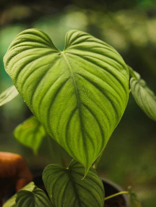 Philodendron SP Colombia ' Jiffybag '