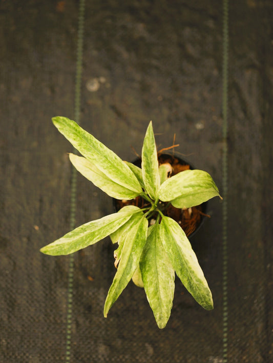 Anthurium Vittariifolium Variegated