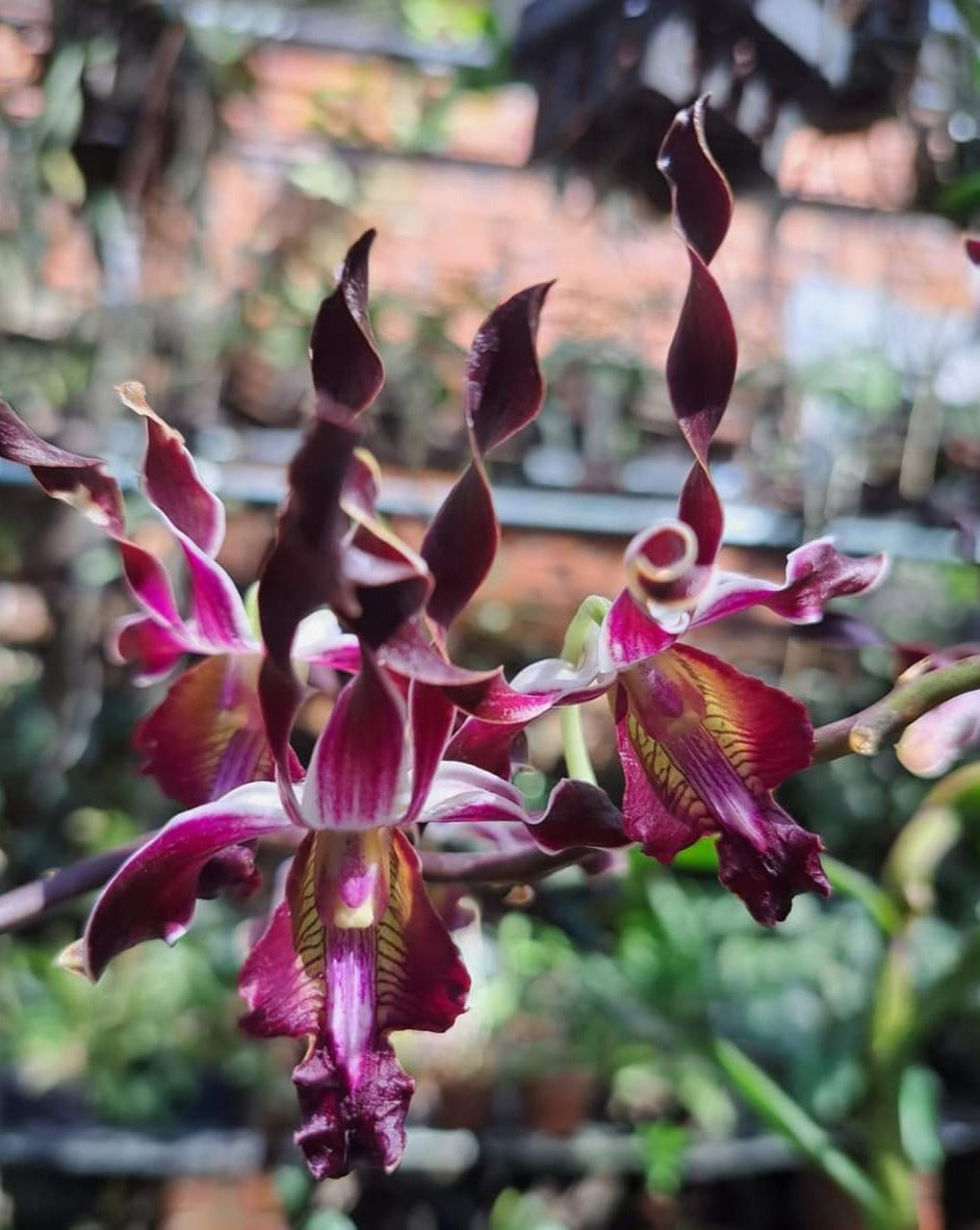 Dendrobium Orchids Jairak Antelope