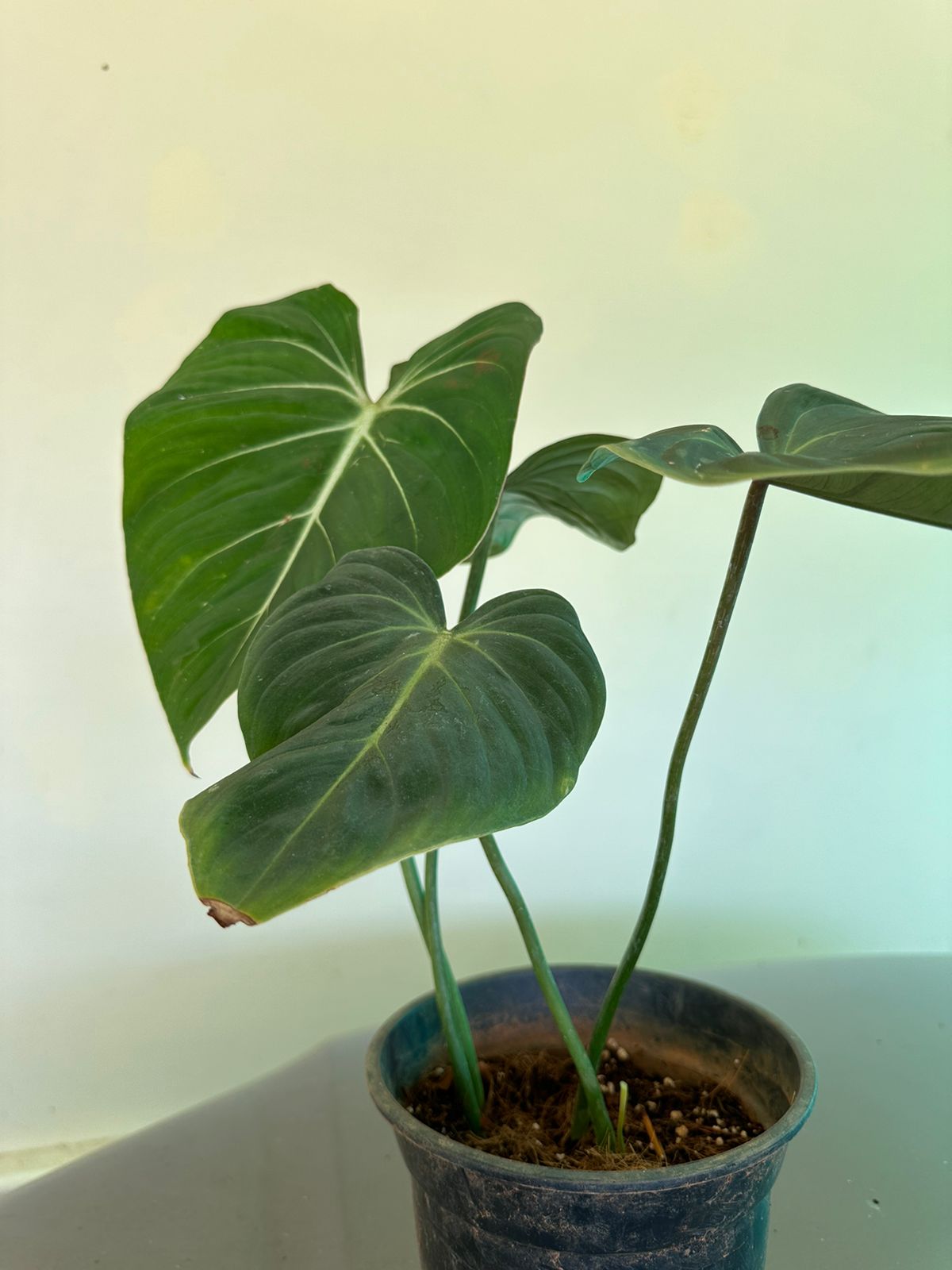 Philodendron Gloriosum Big