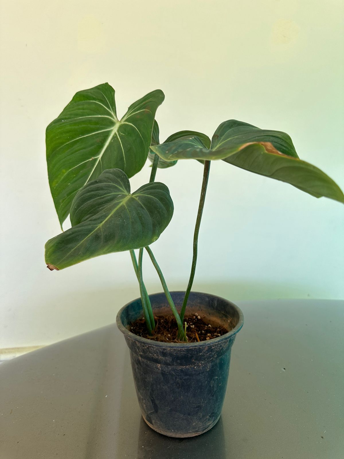 Philodendron Gloriosum Big