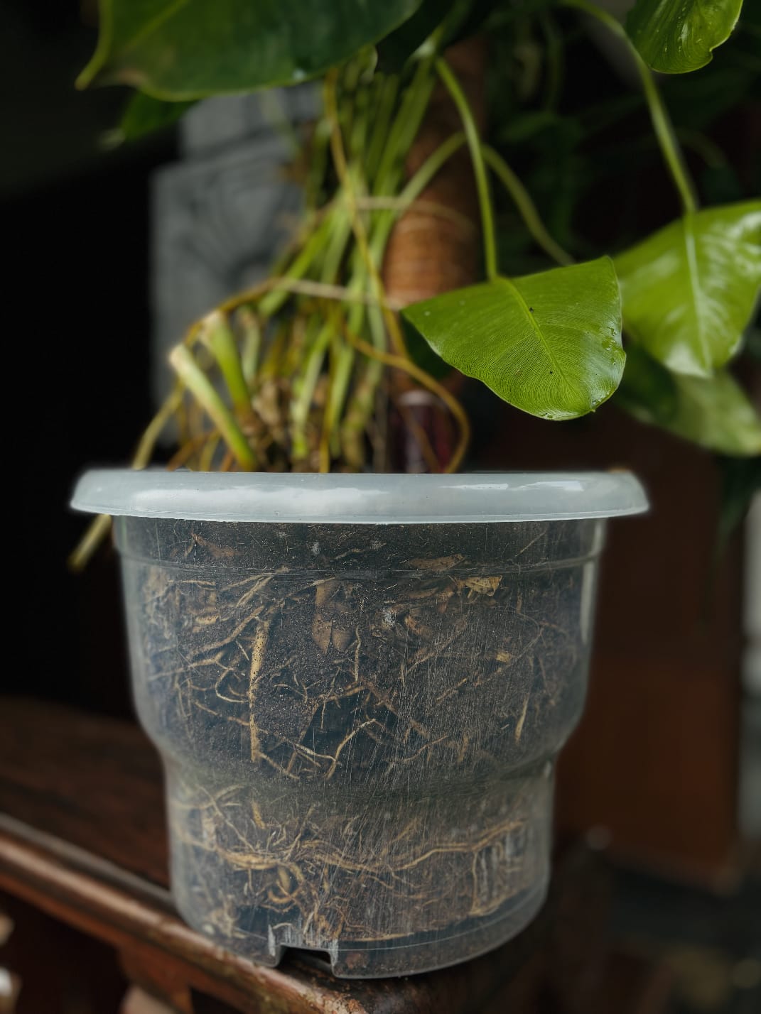 transparent pots for plants XXXL Recycled Transparent Aroid Pot 7.5 inch Height 8.5 inch Width –  Growcerys