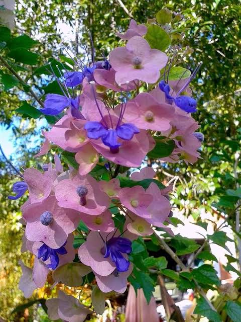 Purple Chinese Hat/ Holmskioldia Tettensis/ Karomia Tettensis