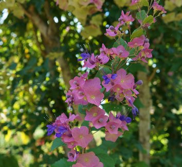 Purple Chinese Hat/ Holmskioldia Tettensis/ Karomia Tettensis