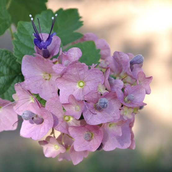 Purple Chinese Hat/ Holmskioldia Tettensis/ Karomia Tettensis