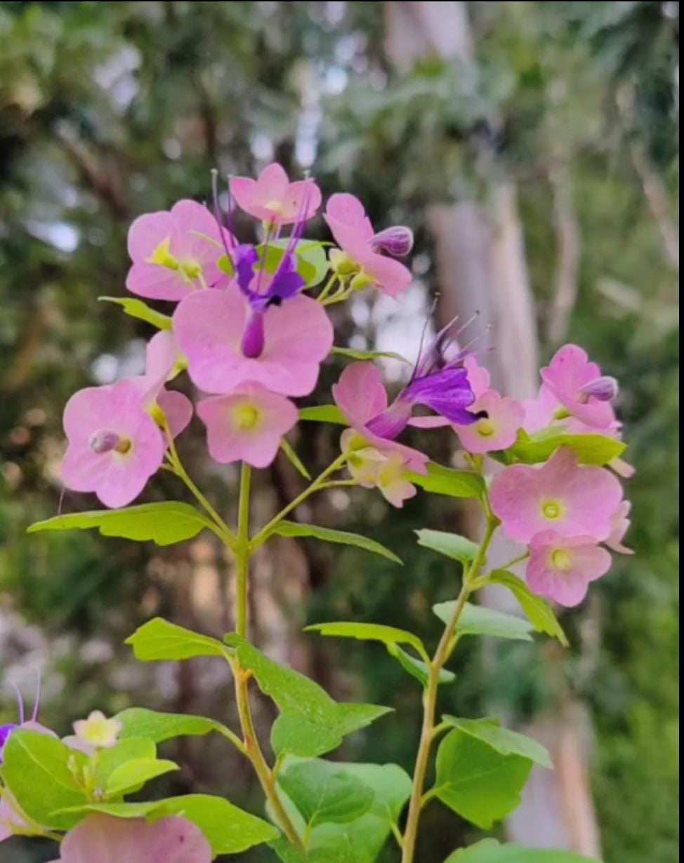 Purple Chinese Hat/ Holmskioldia Tettensis/ Karomia Tettensis