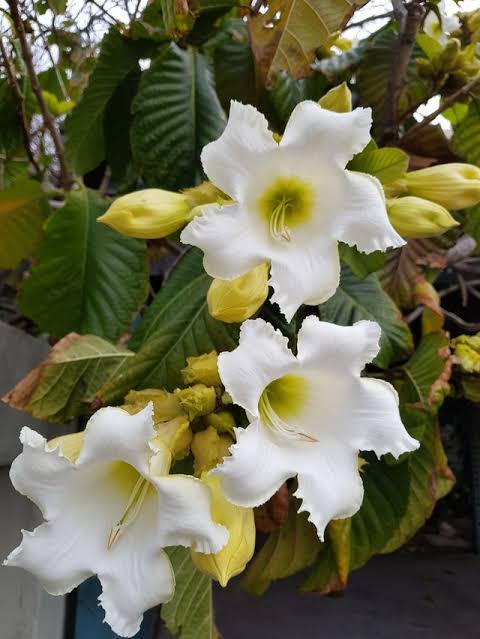 Beaumontia Grandiflora/ Easter Lily Vine