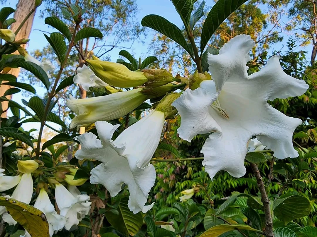 Beaumontia Grandiflora/ Easter Lily Vine