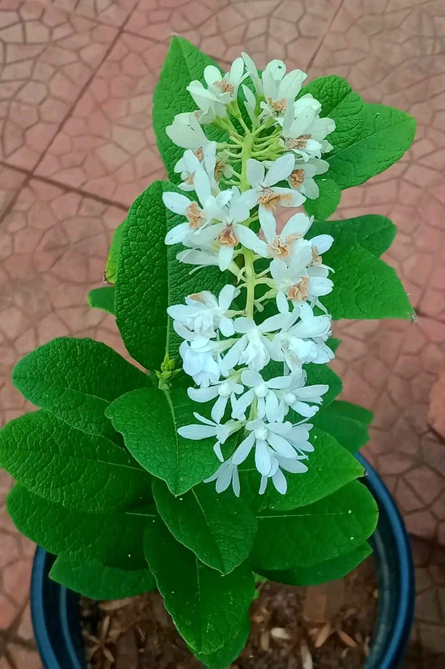 White Bush Petrea / Bush Sandpaper White