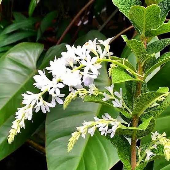 White Bush Petrea / Bush Sandpaper White