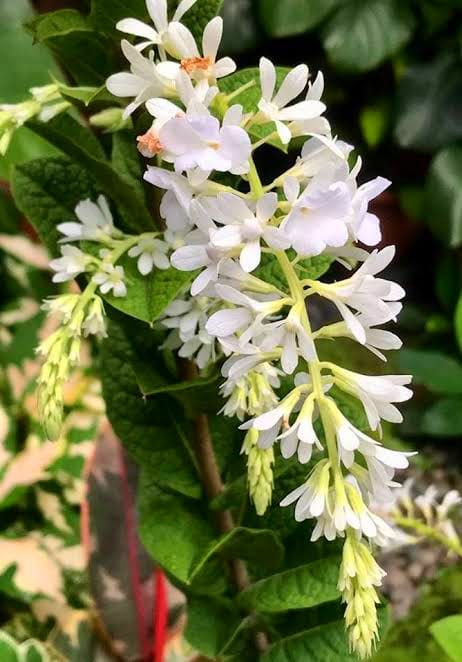 White Bush Petrea / Bush Sandpaper White