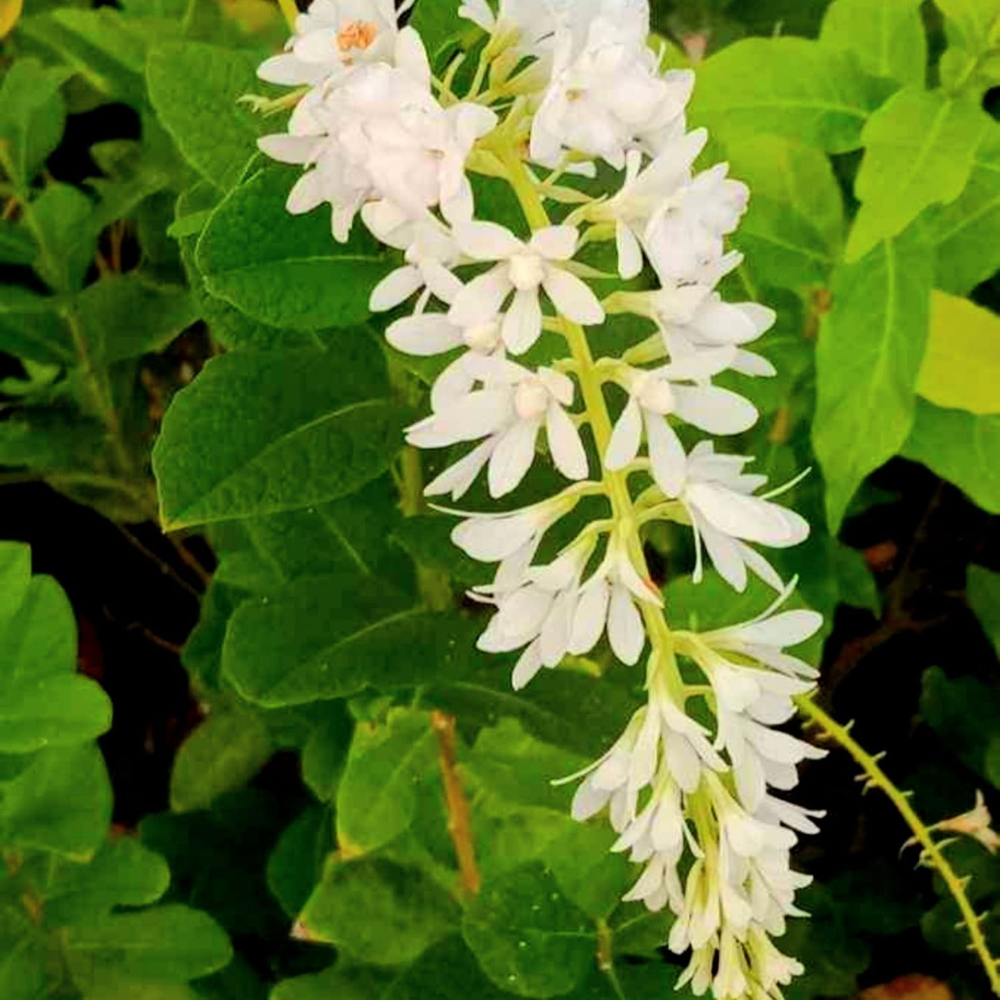 White Bush Petrea / Bush Sandpaper White