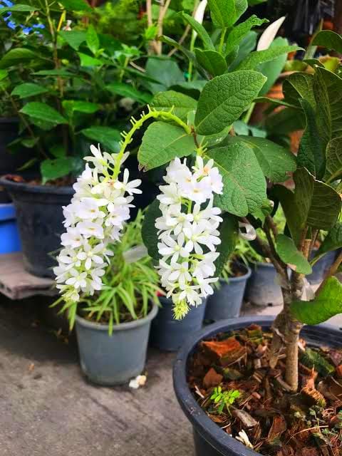 White Bush Petrea / Bush Sandpaper White