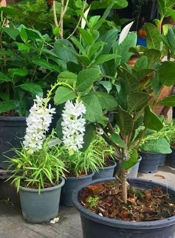 White Bush Petrea / Bush Sandpaper White