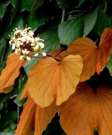 Goldleaf Bauhinia Phanera Aureifolia