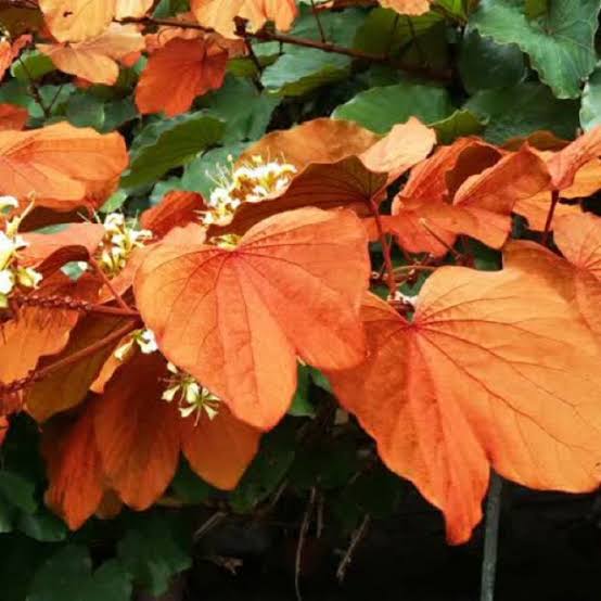 Goldleaf Bauhinia Phanera Aureifolia