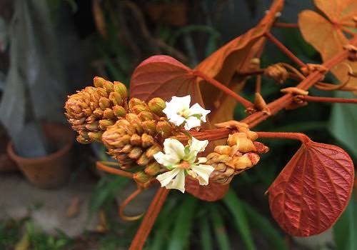 Goldleaf Bauhinia Phanera Aureifolia