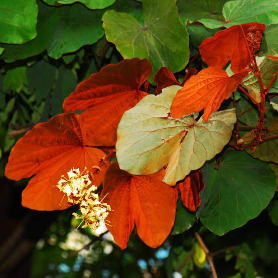 Goldleaf Bauhinia Phanera Aureifolia