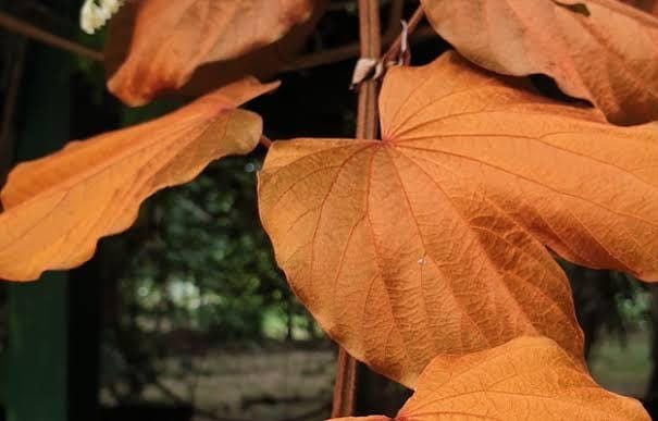 Goldleaf Bauhinia Phanera Aureifolia